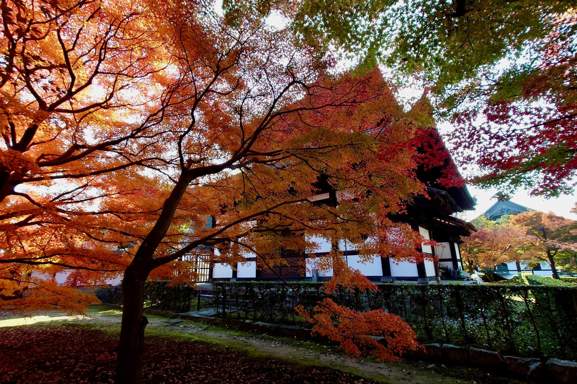 Study in Japan - Kyoto University historic campus with traditional Japanese architecture and autumn maple trees in Kyoto for Indian students